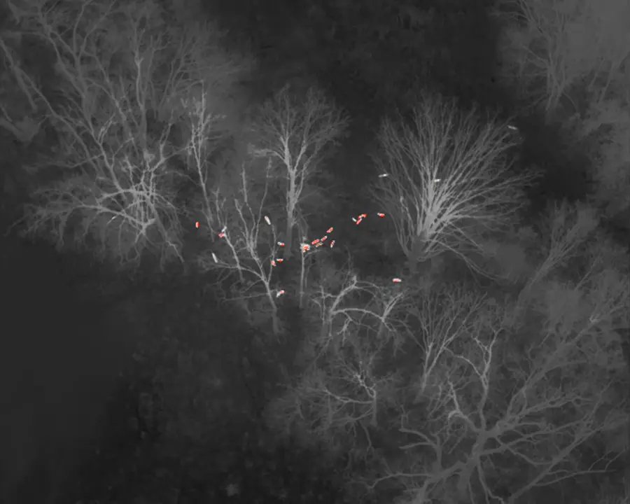 Real thermal footage from our DJI Matrice 4T: animals moving through timber